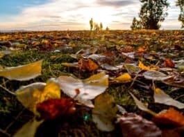 Zürich macht es vor: Weniger Laubbläser – Im Laub steckt wertvolles Leben Zürich macht es vor: Weniger Laubbläser Im Laub steckt wertvolles Leben