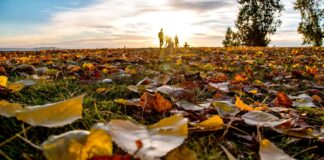 Zürich macht es vor: Weniger Laubbläser – Im Laub steckt wertvolles Leben Zürich macht es vor: Weniger Laubbläser Im Laub steckt wertvolles Leben