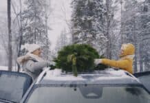 So kommt der Weihnachtsbaum sicher nach Hause So kommt der Weihnachtsbaum sicher nach Hause