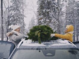 So kommt der Weihnachtsbaum sicher nach Hause So kommt der Weihnachtsbaum sicher nach Hause