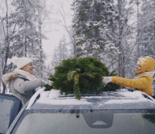 So kommt der Weihnachtsbaum sicher nach Hause So kommt der Weihnachtsbaum sicher nach Hause