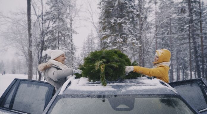 So kommt der Weihnachtsbaum sicher nach Hause So kommt der Weihnachtsbaum sicher nach Hause