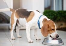 Wenn der Hund plötzlich ständig Durst hat: Diabetes erkennen und behandeln Wenn der Hund plötzlich ständig Durst hat: Diabetes erkennen und behandeln