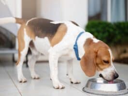 Wenn der Hund plötzlich ständig Durst hat: Diabetes erkennen und behandeln Wenn der Hund plötzlich ständig Durst hat: Diabetes erkennen und behandeln