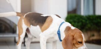 Wenn der Hund plötzlich ständig Durst hat: Diabetes erkennen und behandeln Wenn der Hund plötzlich ständig Durst hat: Diabetes erkennen und behandeln