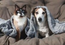 Jetzt schon an Silvester denken: Vierbeiner ohne Angst durch die Knallerei bringen Jetzt schon an Silvester denken: Vierbeiner ohne Angst durch die Knallerei bringen