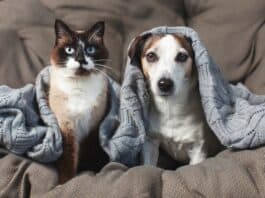 Jetzt schon an Silvester denken: Vierbeiner ohne Angst durch die Knallerei bringen Jetzt schon an Silvester denken: Vierbeiner ohne Angst durch die Knallerei bringen