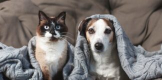 Jetzt schon an Silvester denken: Vierbeiner ohne Angst durch die Knallerei bringen Jetzt schon an Silvester denken: Vierbeiner ohne Angst durch die Knallerei bringen