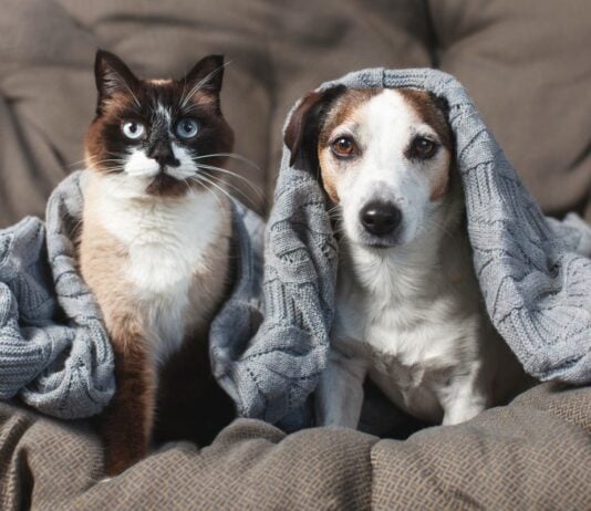 Jetzt schon an Silvester denken: Vierbeiner ohne Angst durch die Knallerei bringen Jetzt schon an Silvester denken: Vierbeiner ohne Angst durch die Knallerei bringen