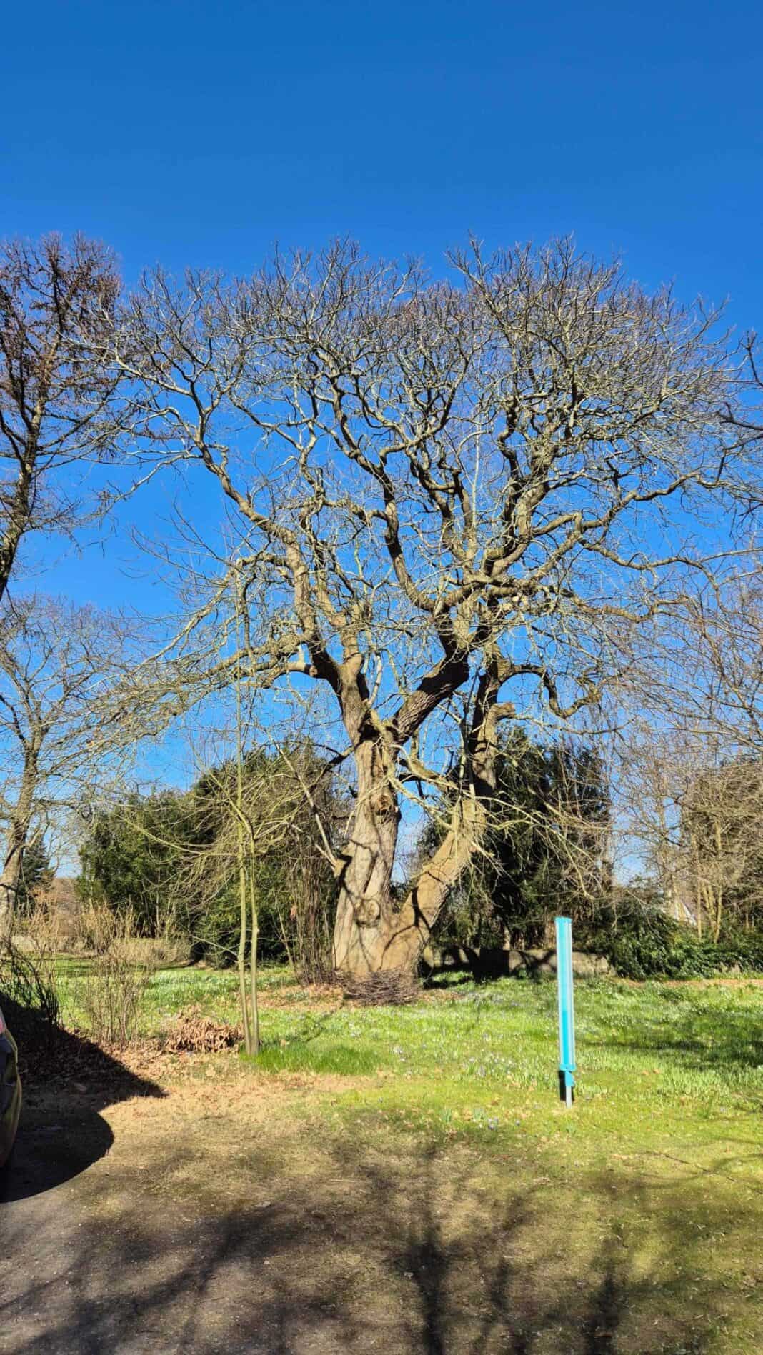 160 Jahre alt und voller Leben – Stiftung Natur im Norden und Kirchengemeinde retten prächtige Esskastanie in Munkbrarup