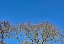 160 Jahre alt und voller Leben – Stiftung Natur im Norden und Kirchengemeinde retten prächtige Esskastanie in Munkbrarup 160 Jahre alt und voller Leben – Stiftung Natur im Norden und Kirchengemeinde retten prächtige Esskastanie in Munkbrarup