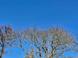 160 Jahre alt und voller Leben – Stiftung Natur im Norden und Kirchengemeinde retten prächtige Esskastanie in Munkbrarup 160 Jahre alt und voller Leben – Stiftung Natur im Norden und Kirchengemeinde retten prächtige Esskastanie in Munkbrarup