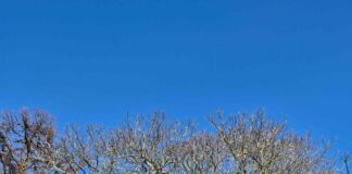 160 Jahre alt und voller Leben – Stiftung Natur im Norden und Kirchengemeinde retten prächtige Esskastanie in Munkbrarup 160 Jahre alt und voller Leben – Stiftung Natur im Norden und Kirchengemeinde retten prächtige Esskastanie in Munkbrarup