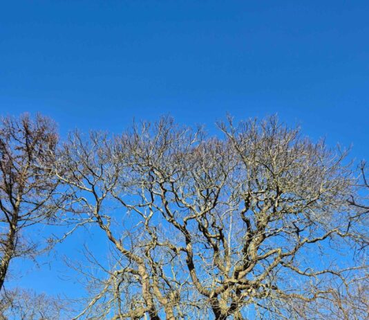 160 Jahre alt und voller Leben – Stiftung Natur im Norden und Kirchengemeinde retten prächtige Esskastanie in Munkbrarup 160 Jahre alt und voller Leben – Stiftung Natur im Norden und Kirchengemeinde retten prächtige Esskastanie in Munkbrarup