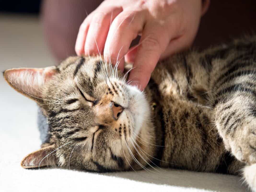 Mensch und Tier: ziemlich beste Freunde, nicht nur zu Weihnachten Mensch und Tier: ziemlich beste Freunde, nicht nur zu Weihnachten