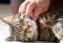 Mensch und Tier: ziemlich beste Freunde, nicht nur zu Weihnachten Mensch und Tier: ziemlich beste Freunde, nicht nur zu Weihnachten