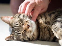 Mensch und Tier: ziemlich beste Freunde, nicht nur zu Weihnachten Mensch und Tier: ziemlich beste Freunde, nicht nur zu Weihnachten