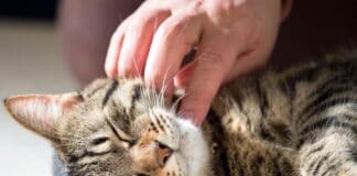 Mensch und Tier: ziemlich beste Freunde, nicht nur zu Weihnachten Mensch und Tier: ziemlich beste Freunde, nicht nur zu Weihnachten