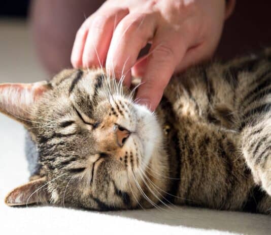 Mensch und Tier: ziemlich beste Freunde, nicht nur zu Weihnachten Mensch und Tier: ziemlich beste Freunde, nicht nur zu Weihnachten