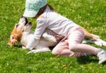 Auch kleine Haustierbisse bergen hohe Infektionsgefahr Auch kleine Haustierbisse bergen hohe Infektionsgefahr