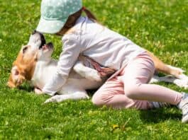 Auch kleine Haustierbisse bergen hohe Infektionsgefahr Auch kleine Haustierbisse bergen hohe Infektionsgefahr