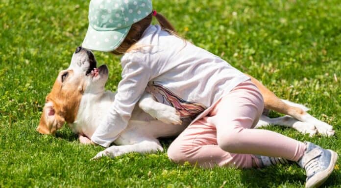 Auch kleine Haustierbisse bergen hohe Infektionsgefahr Auch kleine Haustierbisse bergen hohe Infektionsgefahr