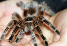 Die größten Vogelspinnen der Welt Die größten Vogelspinnen der Welt