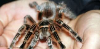 Die größten Vogelspinnen der Welt Die größten Vogelspinnen der Welt