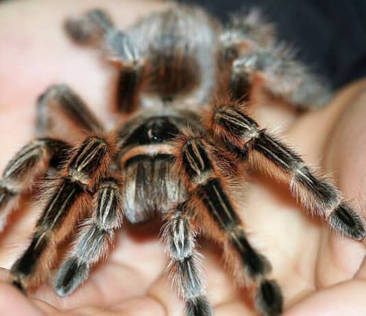 Die größten Vogelspinnen der Welt Die größten Vogelspinnen der Welt