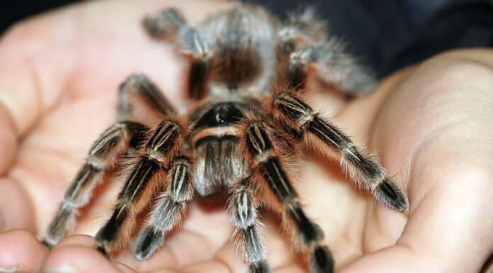 Die größten Vogelspinnen der Welt Die größten Vogelspinnen der Welt