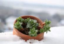 Vorsicht Frostschäden: Wenn Scherben Pech bringen Vorsicht Frostschäden: Wenn Scherben Pech bringen