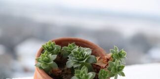 Vorsicht Frostschäden: Wenn Scherben Pech bringen Vorsicht Frostschäden: Wenn Scherben Pech bringen