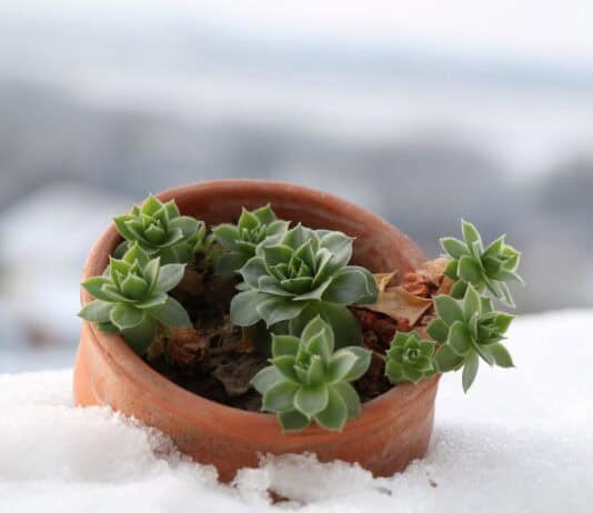 Vorsicht Frostschäden: Wenn Scherben Pech bringen Vorsicht Frostschäden: Wenn Scherben Pech bringen