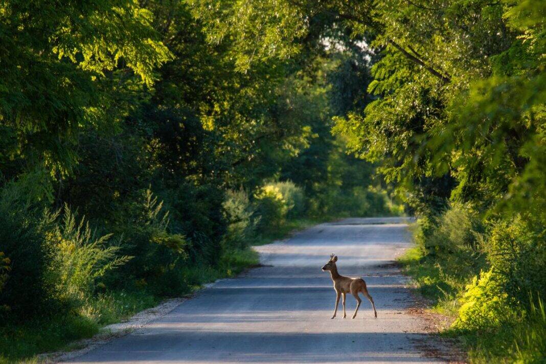 Young deer in the middle of a highway road with green trees Zahl der Wildunfälle steigt ab Ende Februar