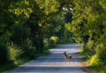 Zahl der Wildunfälle steigt ab Ende Februar Zahl der Wildunfälle steigt ab Ende Februar