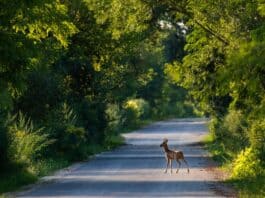 Zahl der Wildunfälle steigt ab Ende Februar Zahl der Wildunfälle steigt ab Ende Februar