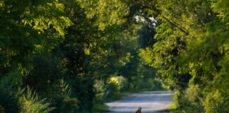 Zahl der Wildunfälle steigt ab Ende Februar Zahl der Wildunfälle steigt ab Ende Februar