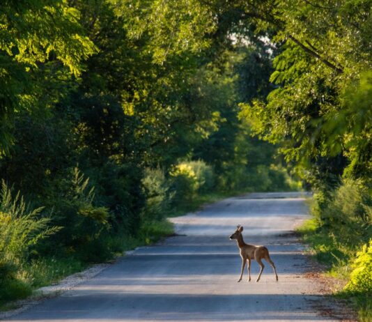 Zahl der Wildunfälle steigt ab Ende Februar Zahl der Wildunfälle steigt ab Ende Februar