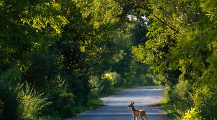 Zahl der Wildunfälle steigt ab Ende Februar Zahl der Wildunfälle steigt ab Ende Februar
