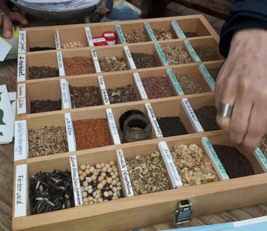 3. Glücksburger Saatgutbörse bei artefact 3. Glücksburger Saatgutbörse bei artefact