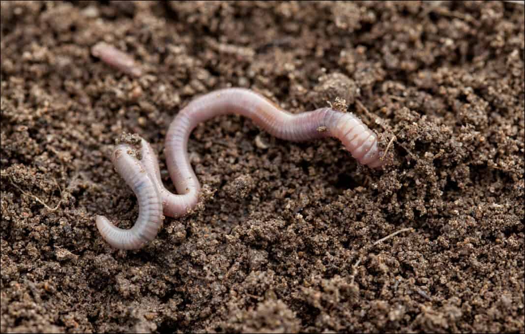 Ein gesunder Gartenboden