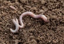 Ein gesunder Gartenboden Ein gesunder Gartenboden