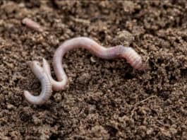 Ein gesunder Gartenboden Ein gesunder Gartenboden