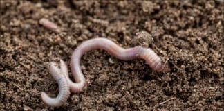 Ein gesunder Gartenboden Ein gesunder Gartenboden