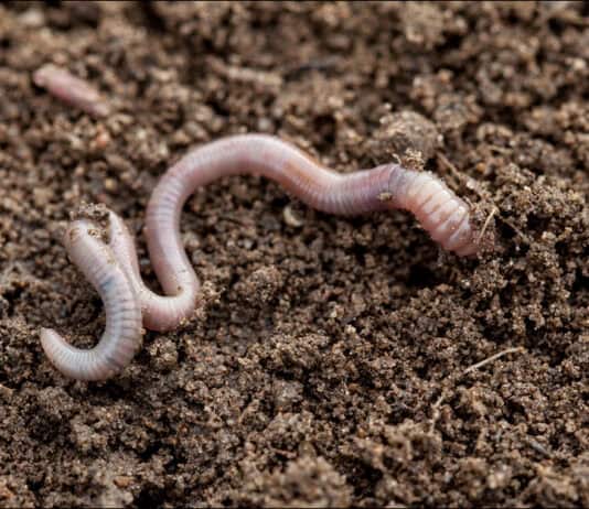 Ein gesunder Gartenboden Ein gesunder Gartenboden
