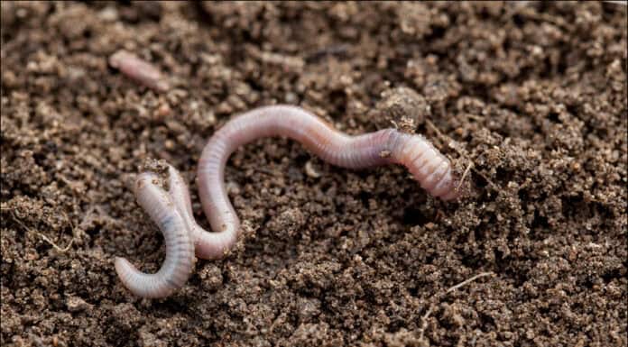 Ein gesunder Gartenboden Ein gesunder Gartenboden