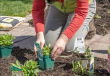 Mit Stauden ein Bienenparadies schaffen Mit Stauden ein Bienenparadies schaffen