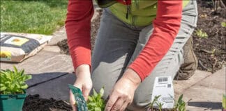 Mit Stauden ein Bienenparadies schaffen Mit Stauden ein Bienenparadies schaffen