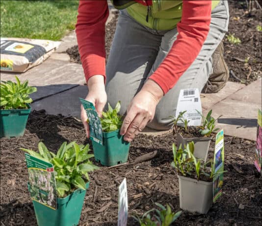 Mit Stauden ein Bienenparadies schaffen Mit Stauden ein Bienenparadies schaffen
