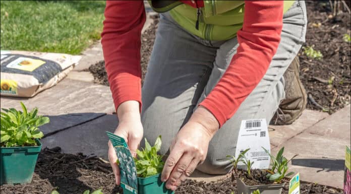 Mit Stauden ein Bienenparadies schaffen Mit Stauden ein Bienenparadies schaffen